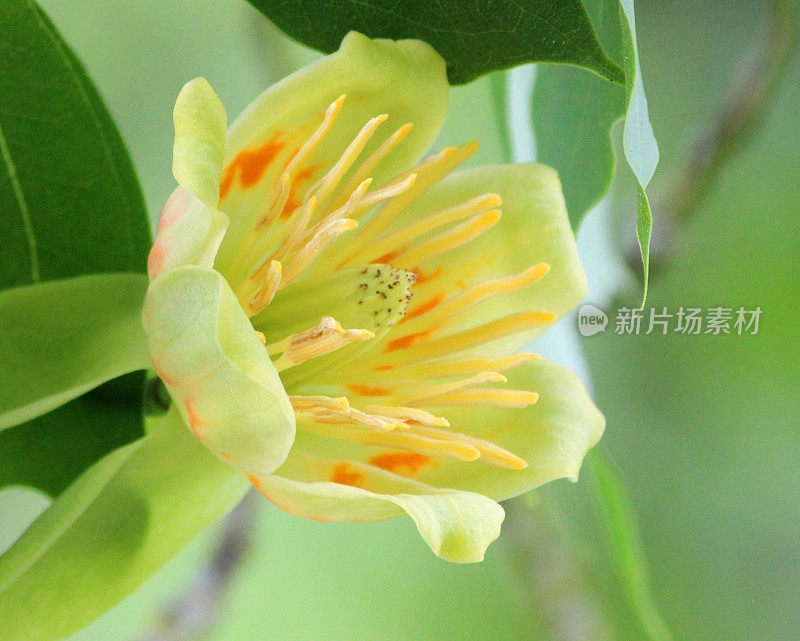 美国鹅掌楸(Liriodendron tulipifera)上的奶油花